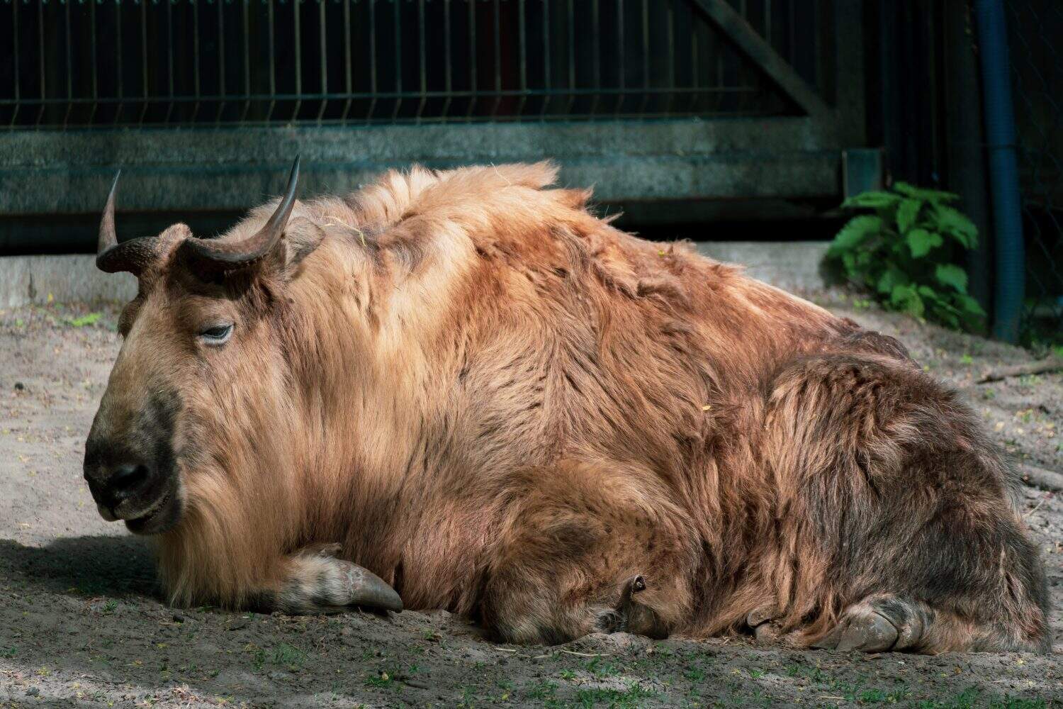 Un grande Sichuan Takin bruno-rossastro giace a terra