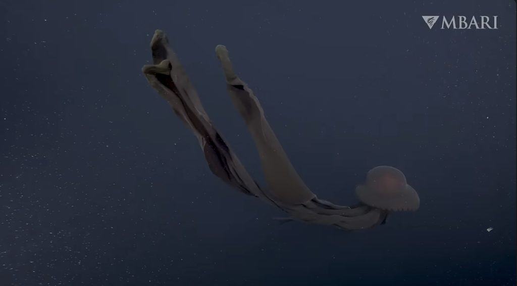 Gelatina fantasma gigante che fluttua nella zona di mezzanotte