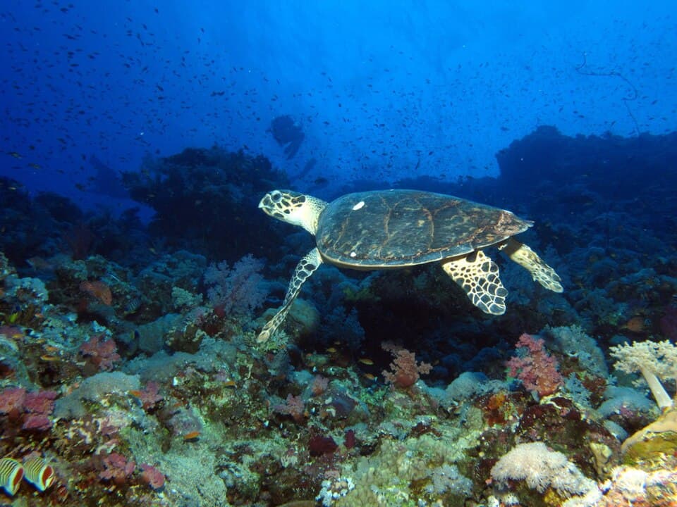 tartaruga rivolta a sinistra che nuota sulla barriera corallina colorata