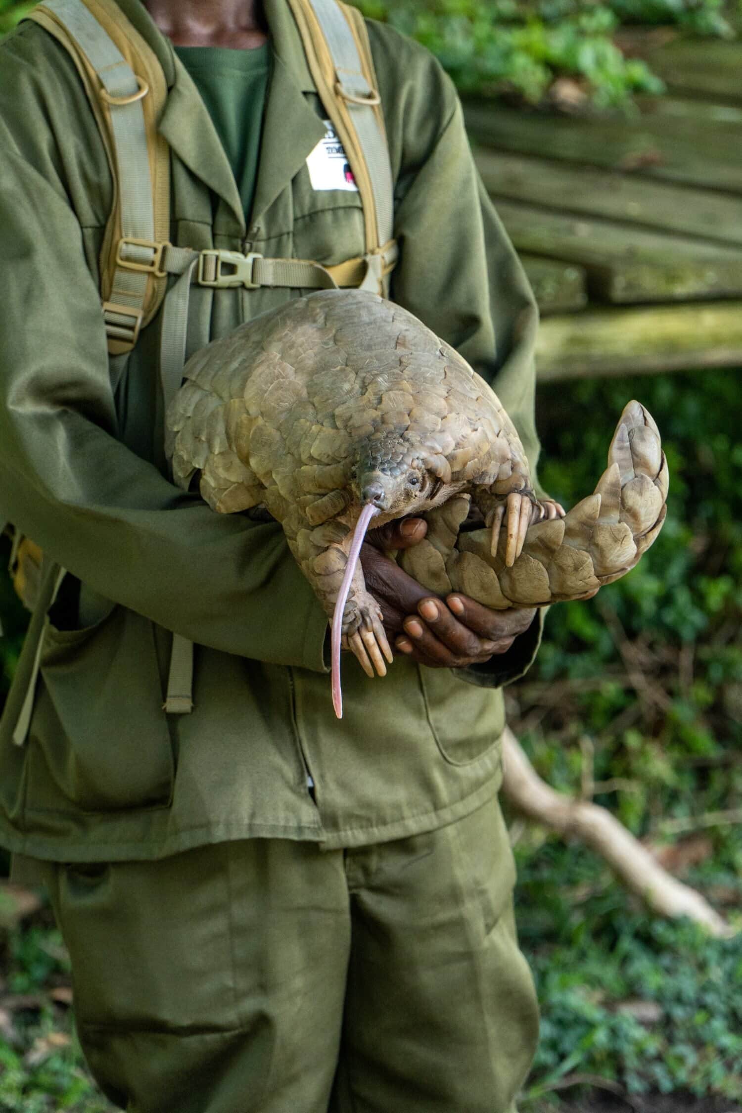 Un ambientalista tiene in mano un pangolino con la lingua estesa, evidenziando le caratteristiche uniche di questa specie in via di estinzione, inserita in un ambiente verde e naturale.