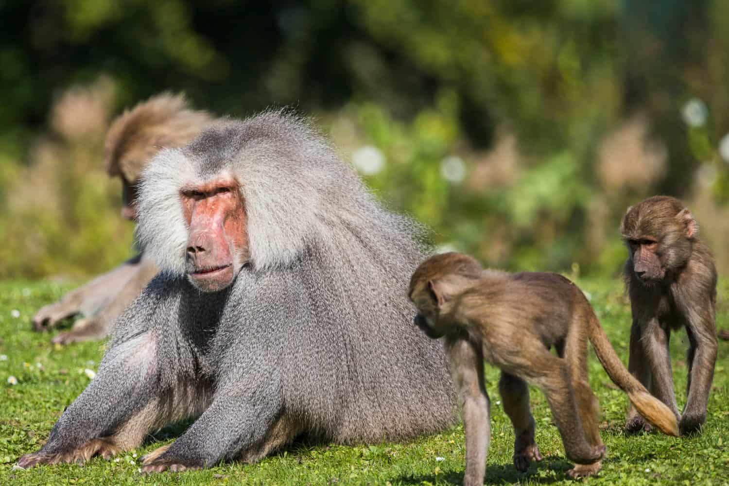 Neonati di babbuino Hamadryas che giocano intorno a un adulto dai capelli lunghi nello Yorkshire, Inghilterra.
