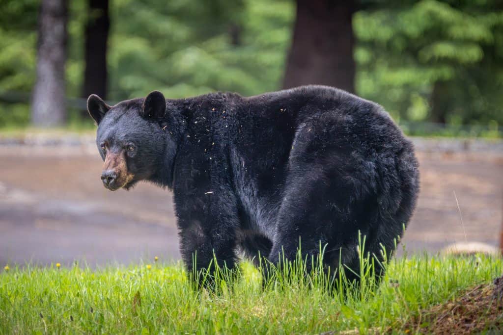 Orso nero nella città fantasma di Kitsault, Columbia Britannica