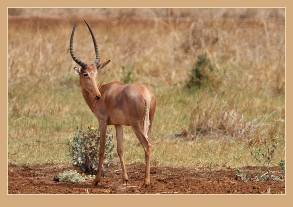 antilope rivolta a sinistra con corna ricurve e macchie bianche sul viso, in piedi sulla terra in una prateria.