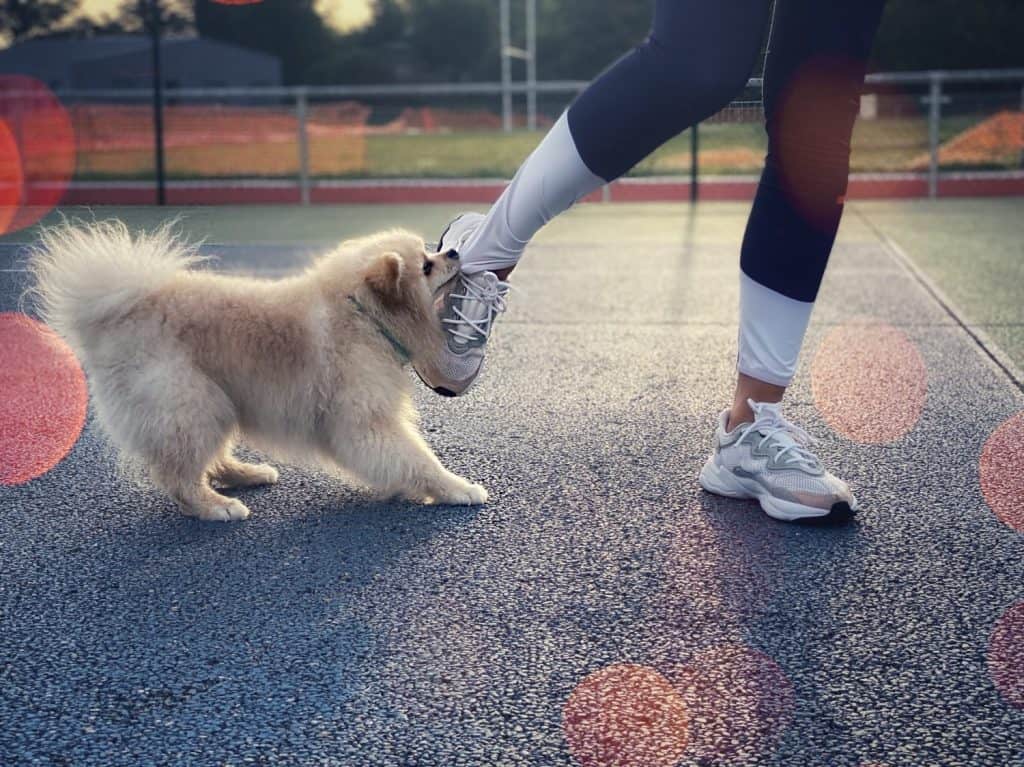 Un cane morde una ragazza per le calze. Piedi di donna in scarpe da ginnastica bianche. Vista ritagliata dei piedi. Cane di razza a passeggio con il proprietario. Cane di razza Spitz tedesco della Pomerania. Un cucciolo di colore bianco.