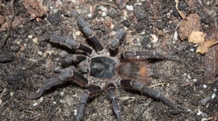 La tarantola Acanthoscurria theraphosoides
