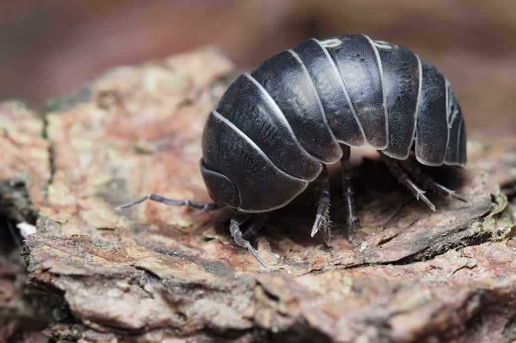 un comune insetto della pillola sulla corteccia, l'armadillidio