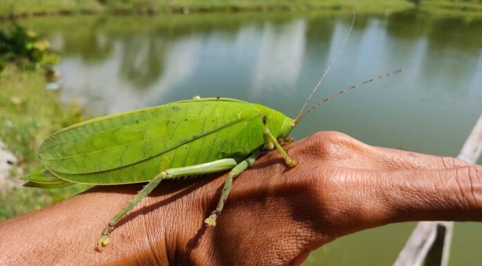 Il Katydid gigante malese (Arachnacris corporalis) è una specie di katydid gigante carnivoro originario della Malesia. È uno degli insetti più grandi del mondo conosciuto, raggiunge l'impressionante altezza di 15 cm