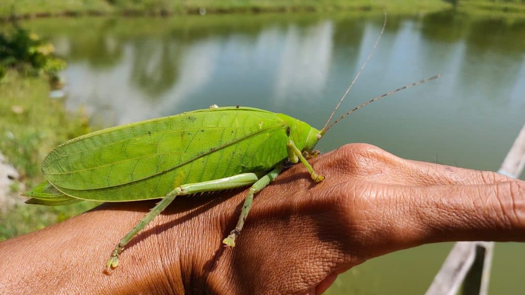 Il Katydid gigante malese (Arachnacris corporalis) è una specie di katydid gigante carnivoro originario della Malesia. È uno degli insetti più grandi del mondo conosciuto, raggiunge l'impressionante altezza di 15 cm