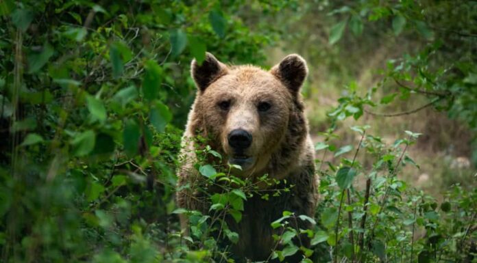 Orso bruno marsicano che guarda tra gli alberi e i cespugli. Incontro diretto con il pericoloso mammifero.