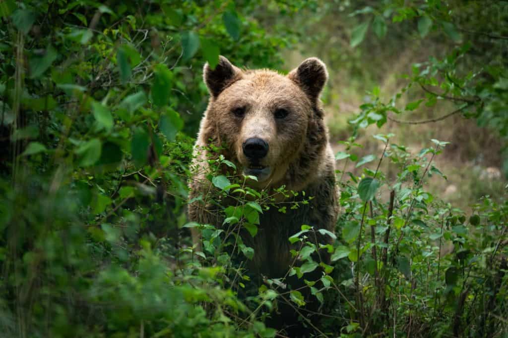 Orso bruno marsicano che guarda tra gli alberi e i cespugli. Incontro diretto con il pericoloso mammifero.