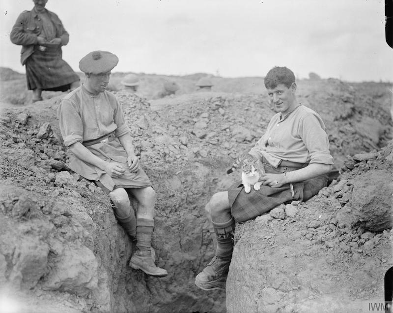 Mezzo milione di gatti hanno davvero prestato servizio nella prima guerra mondiale?
