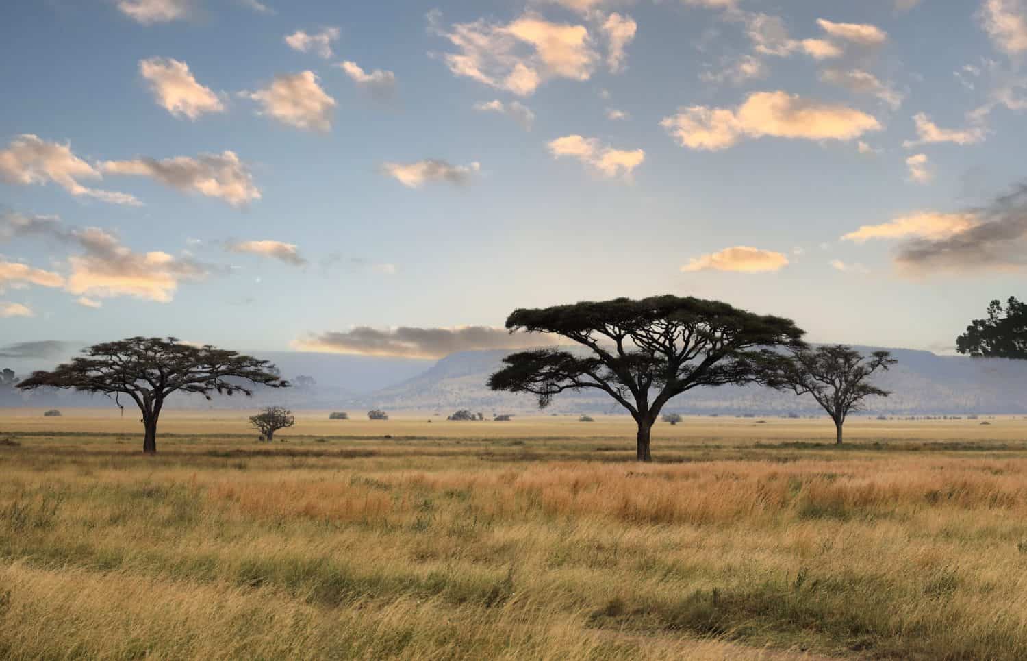 Ombrello albero nel Parco Nazionale del Serengeti, Tanzania, Africa orientale.
