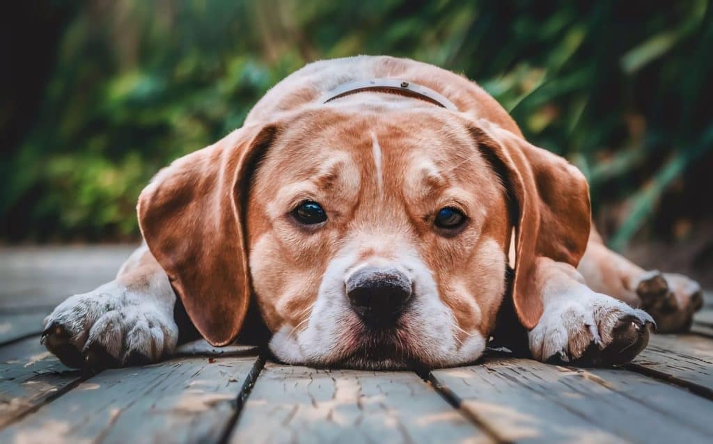 Cane malato bisognoso, cane che sembra triste annoiato malato solitario, immagine ravvicinata di un cane malato che dorme