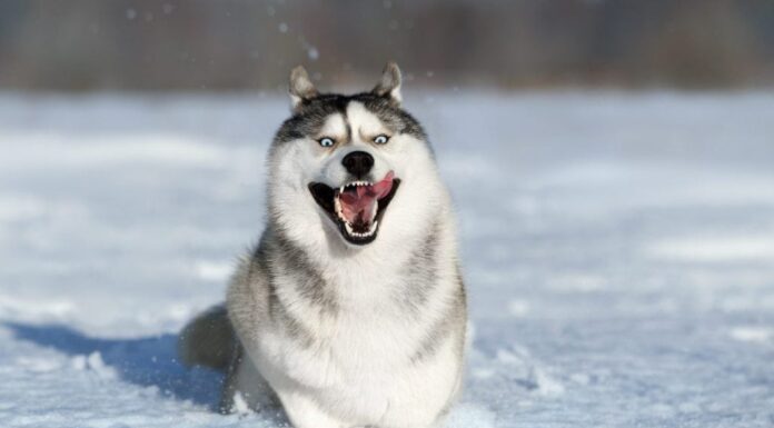 Il bellissimo cane Siberian Husky corre nella neve. Cane nella neve, all'aperto