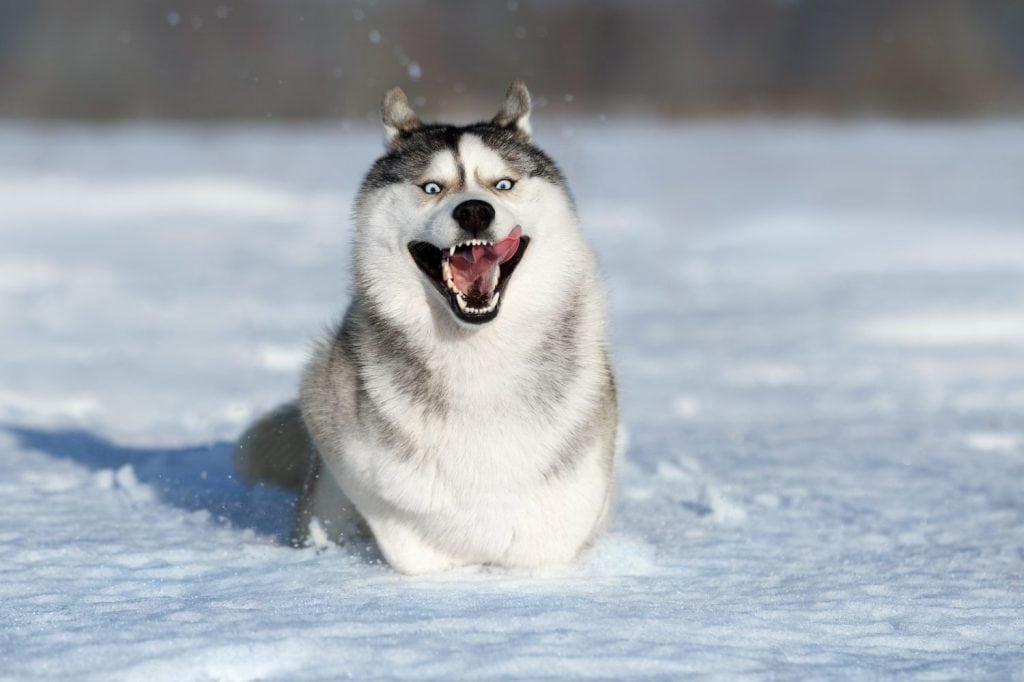 Il bellissimo cane Siberian Husky corre nella neve. Cane nella neve, all'aperto