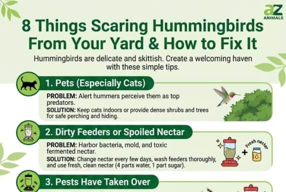 Infografica che illustra 8 problemi che spaventano i colibrì dai cortili e le relative soluzioni, inclusi animali domestici, mangiatoie sporche, parassiti, rumori forti, bambini eccitati, mancanza di habitat, predatori e pesticidi. Ogni punto presenta un problema, una soluzione e un'icona illustrativa.