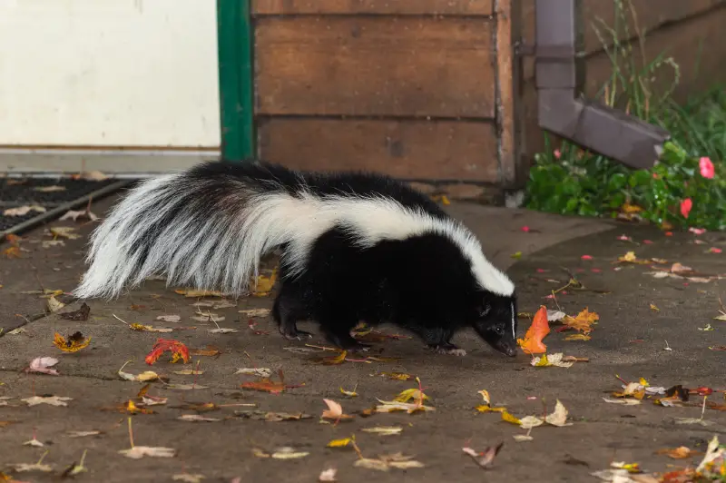 skunk walking near home in georgia active looking for food in winter