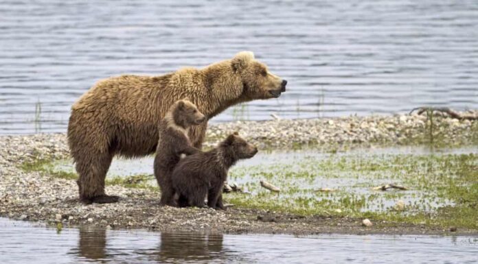 Fammi vedere - Un cucciolo di orso grizzly si alza per vedere meglio nel Parco Nazionale di Katmai, Alaska.