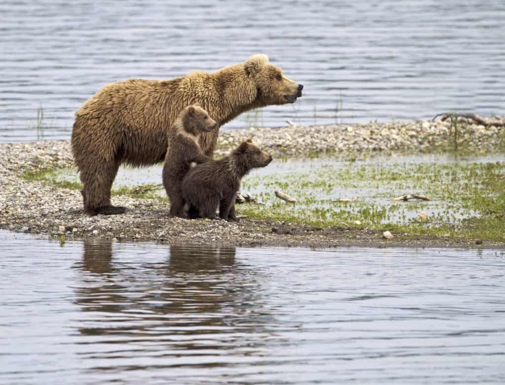 Fammi vedere - Un cucciolo di orso grizzly si alza per vedere meglio nel Parco Nazionale di Katmai, Alaska.