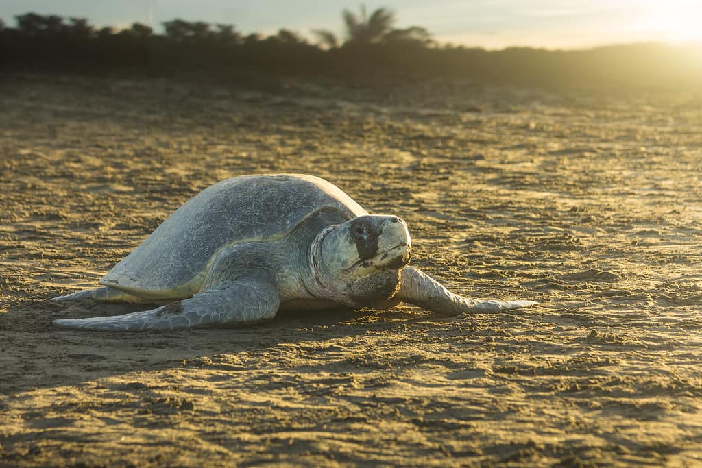 Tartaruga marina Olive Ridley sulla spiaggia