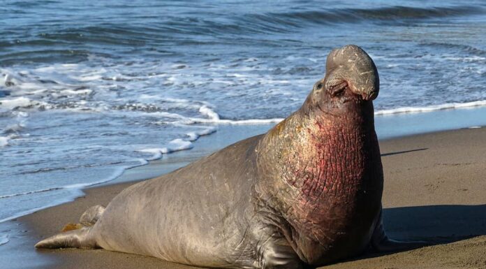 Elefante marino settentrionale, Mirounga angustirostris, California, Stati Uniti
