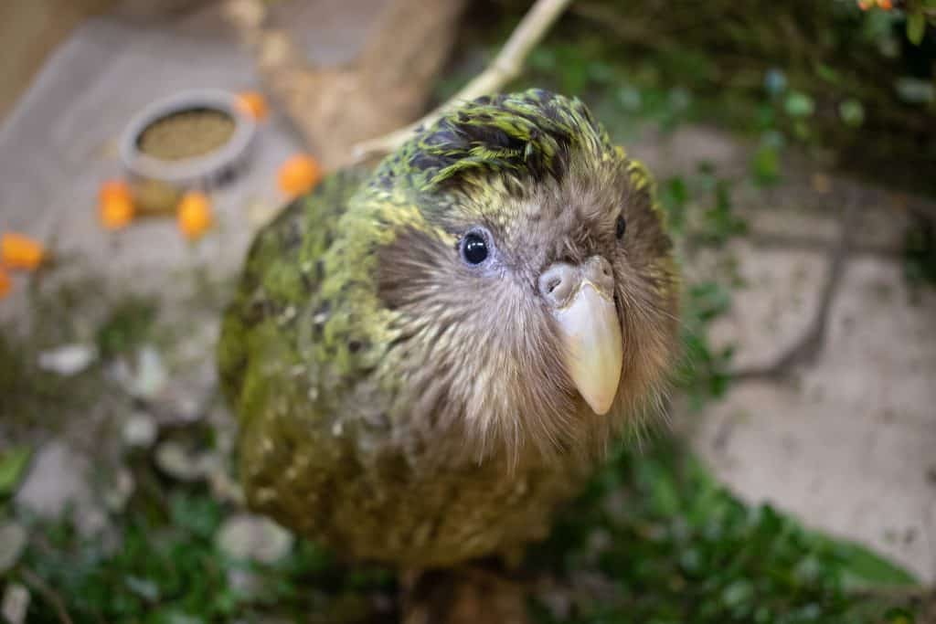pappagallo incapace di volare Kakapo