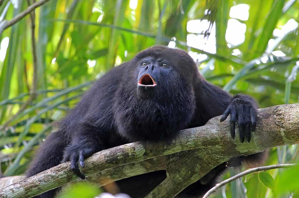 Scimmia urlatrice nera o guatemalteca, alouatta pigra o caraya, seduta su un albero nella giungla del Belize e ulula come un matto. Si trovano anche in Messico e Guatemala.