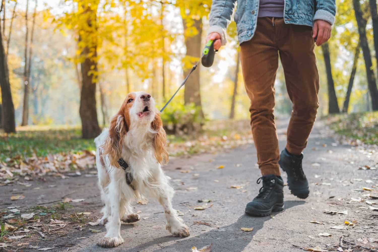 Cane che abbaia al guinzaglio all'aperto. Spaniel russo a passeggio comportandosi male o di cattivo umore
