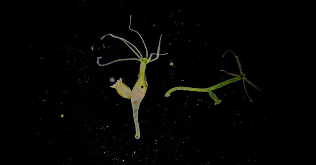 Queste creature sono quasi troppo strane per esistere