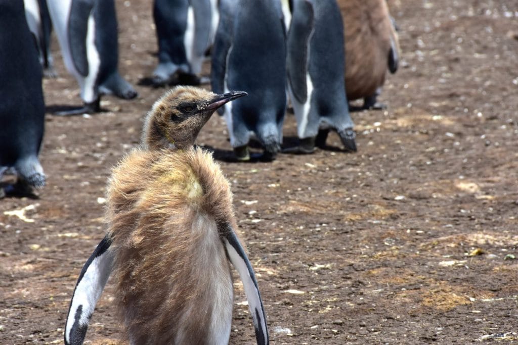 Un giovane pinguino reale nella sua fase di muta alle Isole Falkland.