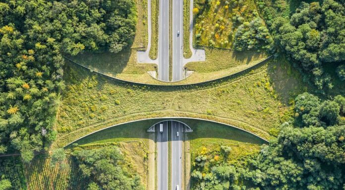 Vista aerea dall'alto verso il basso di un ponte di animali o di un attraversamento di animali selvatici: ponte coperto di vegetazione su un'autostrada che consente alla fauna selvatica di attraversare in sicurezza