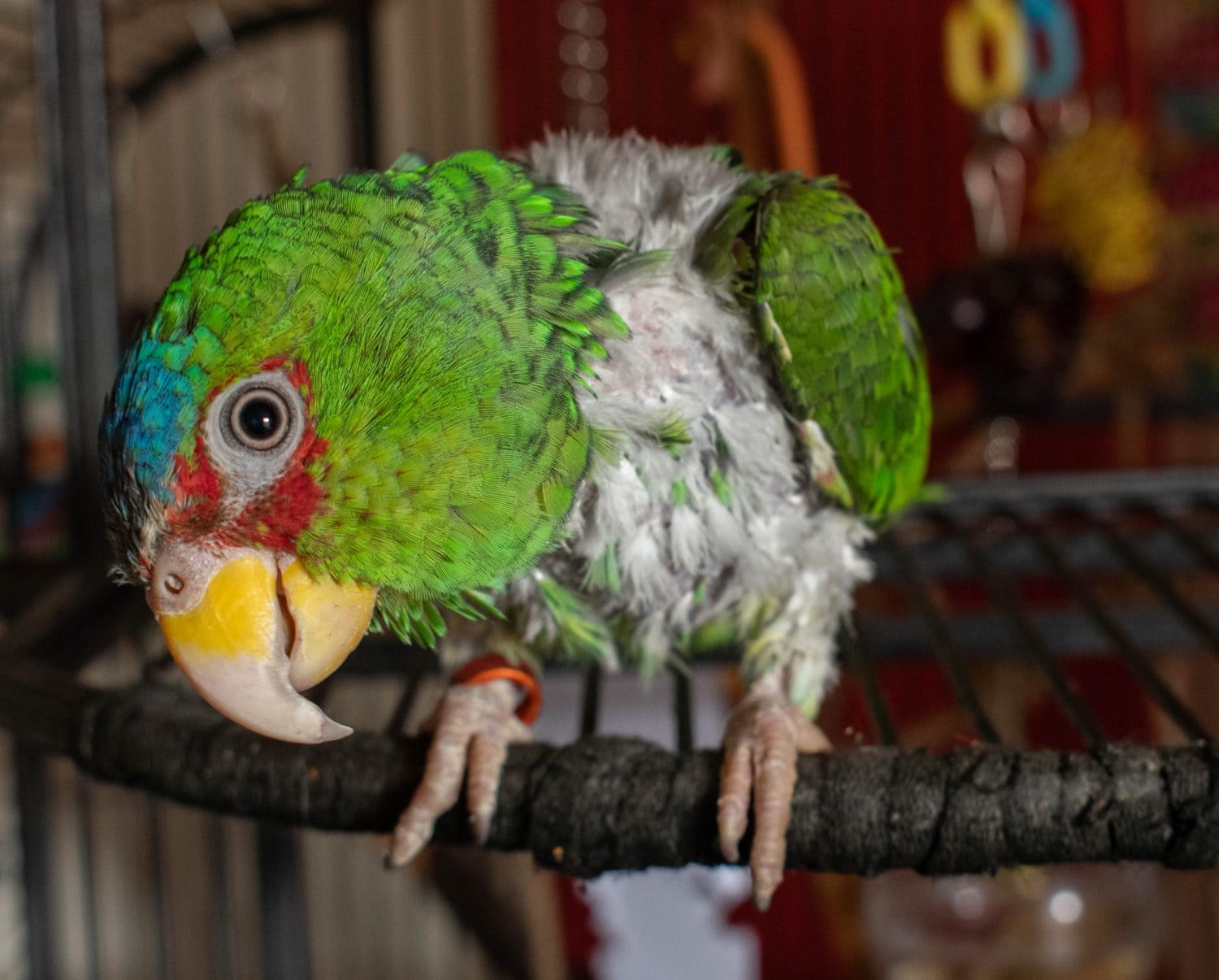 Pappagallo bianco amazzonico che guarda con curiosità con la testa a sinistra guardando con l'occhio destro. Questo pappagallo è conosciuto come spennatore, poiché si strappa le piume fino all'estremo.