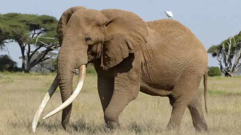 Super Tusker Craig: come le zanne di un elefante hanno cambiato il destino di una specie