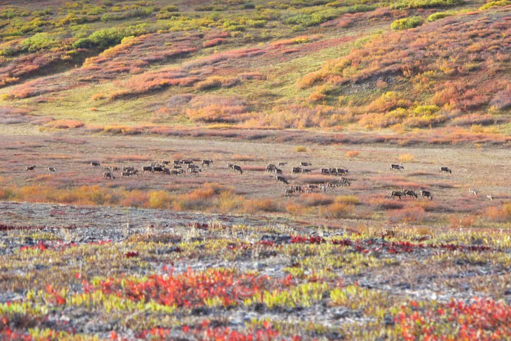 mandria di 50 o più ungulati al pascolo su un paesaggio con una copertura del terreno colorata in rosso, giallo e arancione