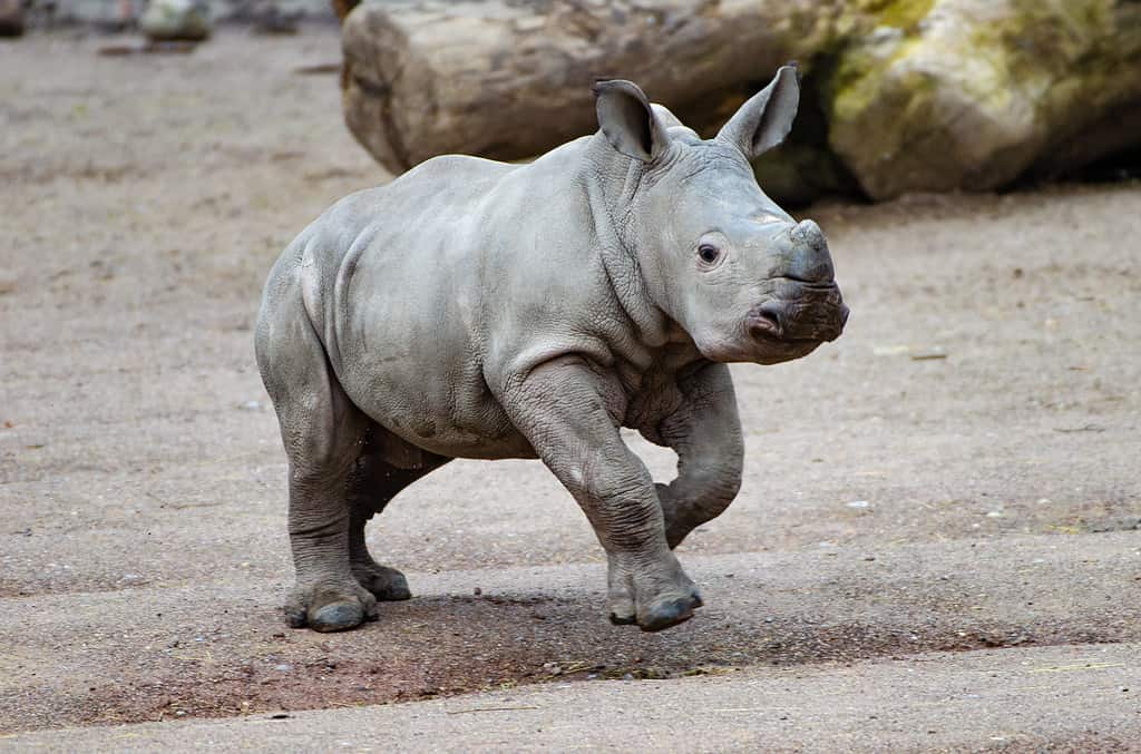 Tytan e Notty: come un puledro di zebra e un cucciolo di rinoceronte creano un legame più forte dell'istinto