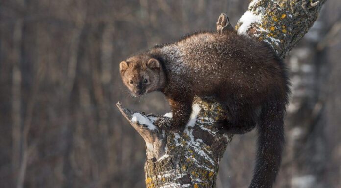 Fisher (Martes pennanti) Saldi sul tronco d'albero - animale in cattività