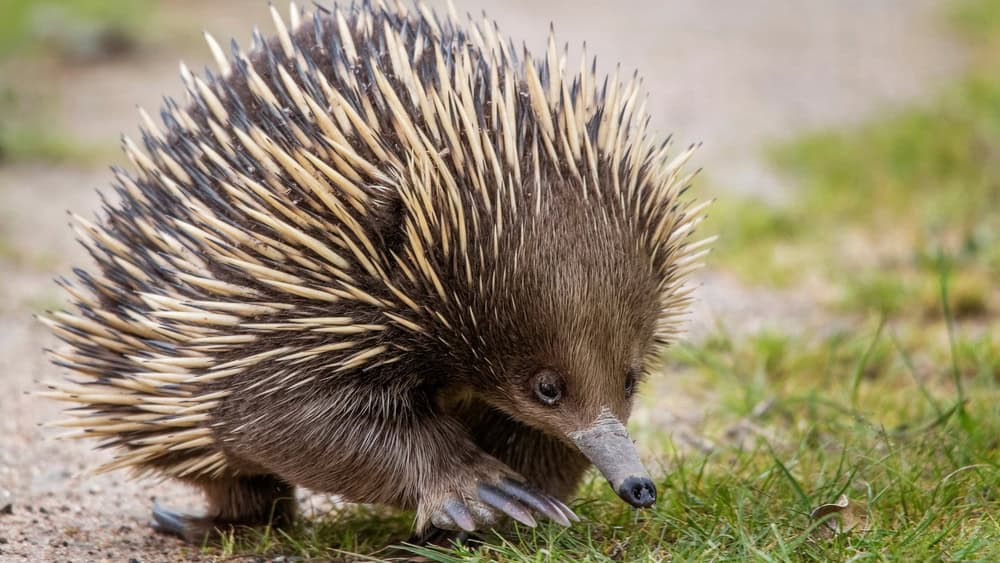 Un primo piano dettagliato di un'echidna che cammina a terra, mettendo in mostra le sue spine aguzze, la pelliccia marrone e il muso lungo. L'animale è circondato da un ambiente naturale esterno con erba e terra.