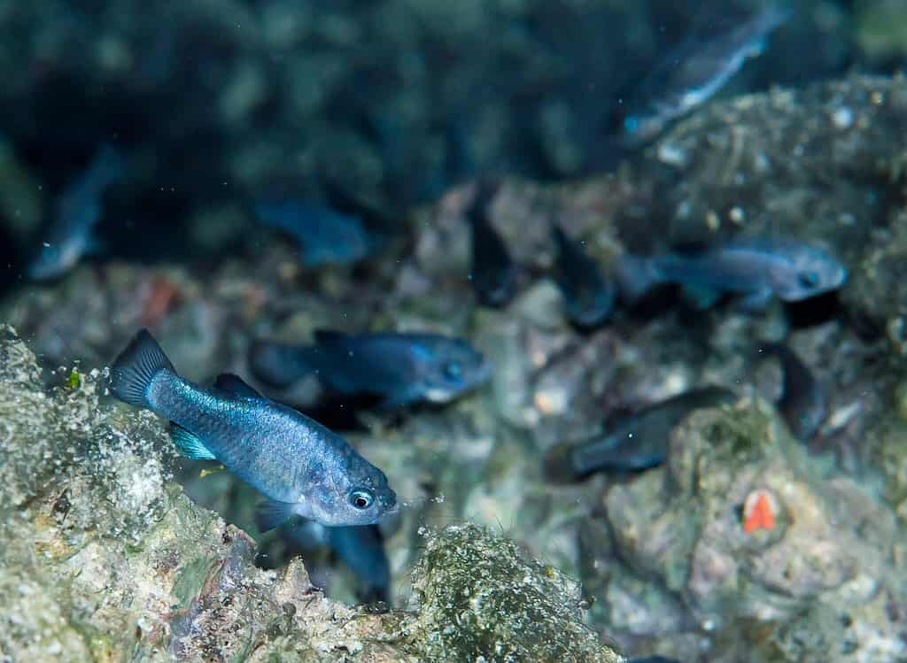 Una piscina, una specie: come il pesce pupazzo del Devils Hole è diventato l'animale più locale della Terra