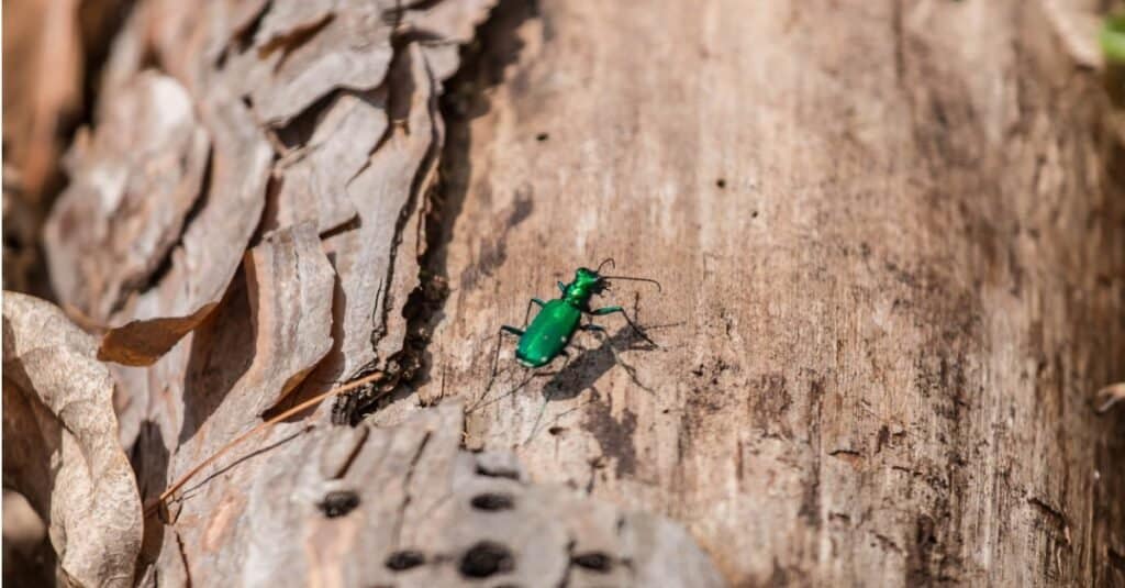 Trivellatore di cenere di smeraldo