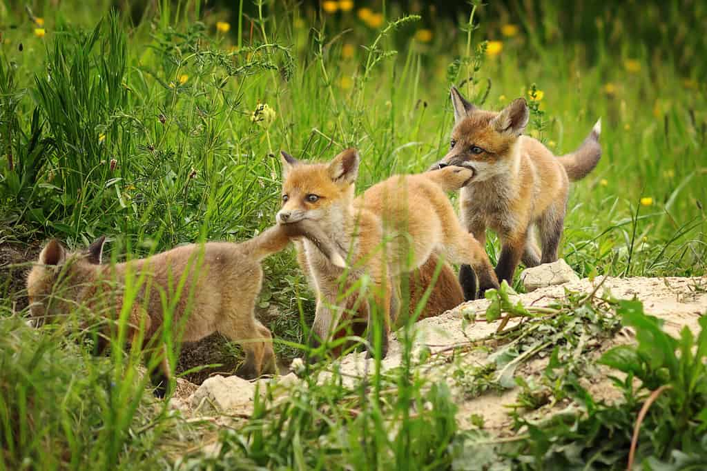cuccioli di volpe rossa giocosi (Vulpes); giovani animali vicino alla tana, che giocano mentre la volpe è fuori a cacciare