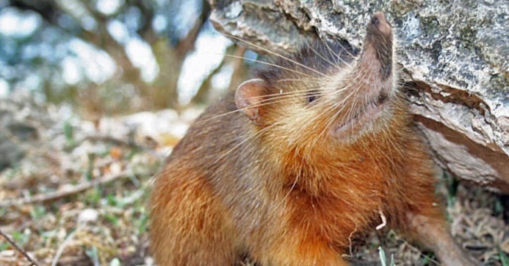 Animale interessante: il solenodonte di Hispaniola