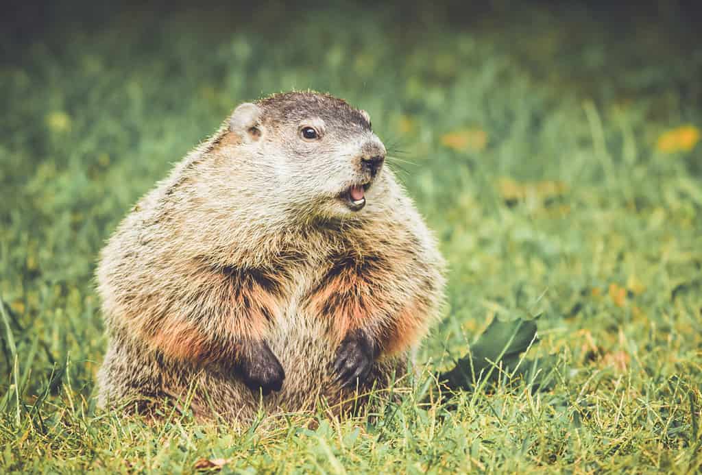 Marmotta in un giardino d'epoca, in piedi con la bocca aperta, guardando a destra