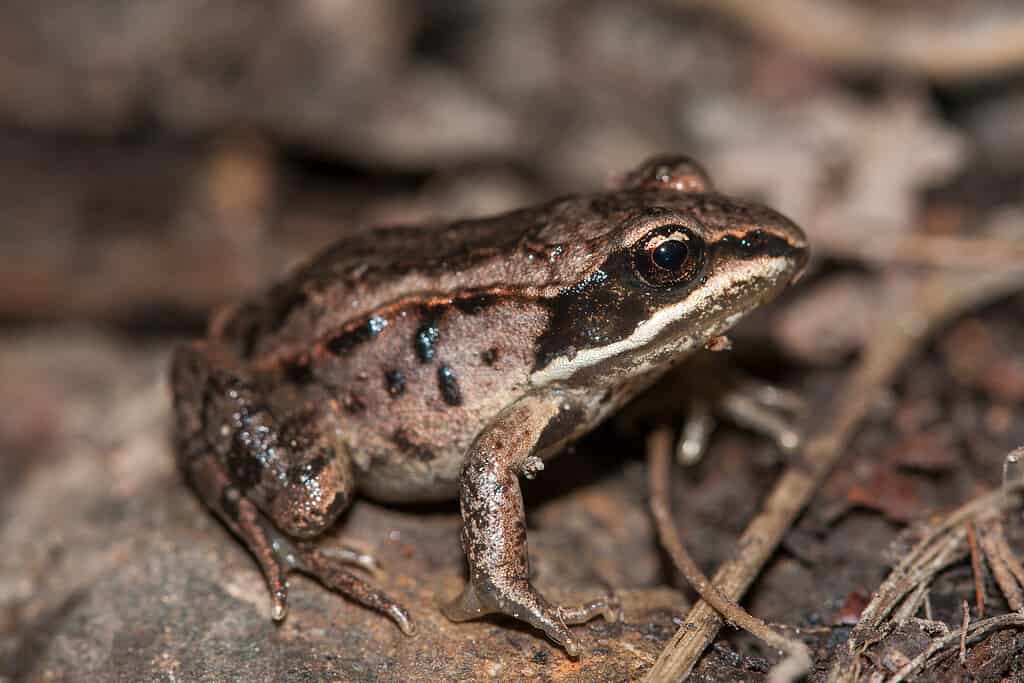 La rana dei boschi (Lithobates sylvaticus o Rana sylvatica) ha un'ampia distribuzione nel Nord America, estendendosi dalla foresta boreale del Canada e dell'Alaska agli Appalachi meridionali. Macro ritratto