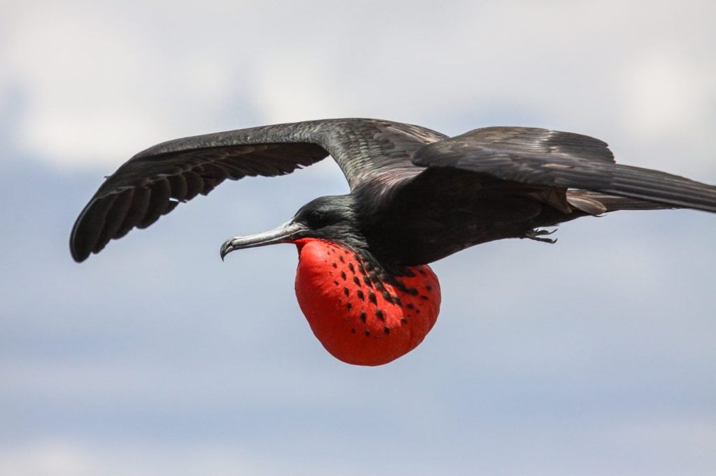 Primo piano di una fregata magnifica maschio in volo con custodia rossa, Galapagos, Ecuador