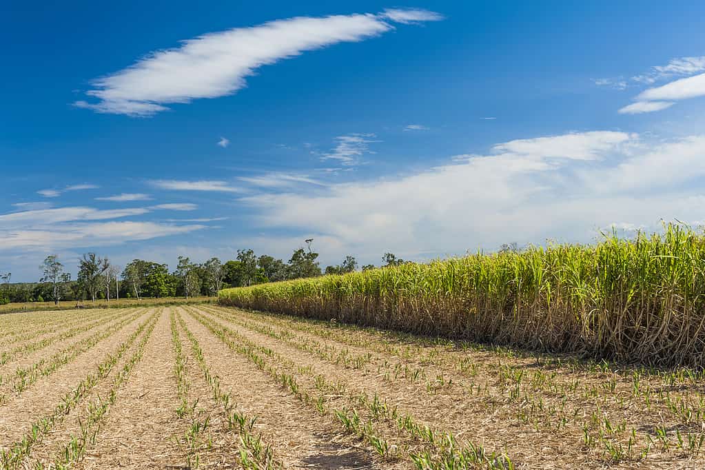 Piantagione di canna da zucchero in Australia