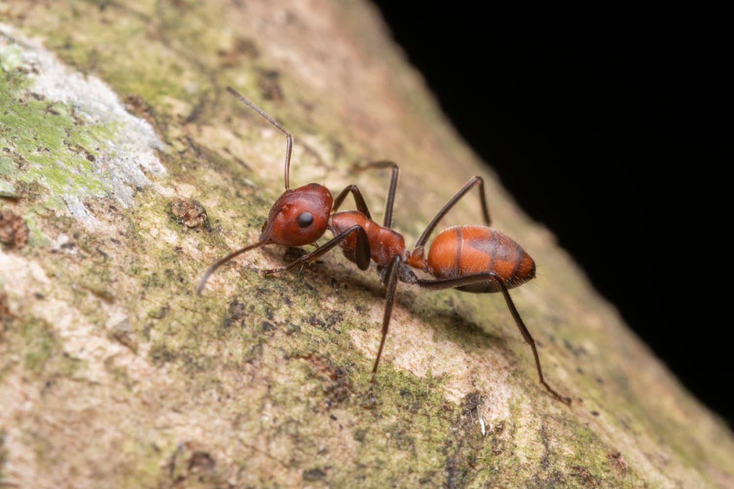 Un Colobopsis cfr. Explodings (Exploding Ant) che striscia sulla corteccia di un albero nella foresta pluviale di Sumatra, in Indonesia. Noto per il suo meccanismo di difesa autodistruttivo.