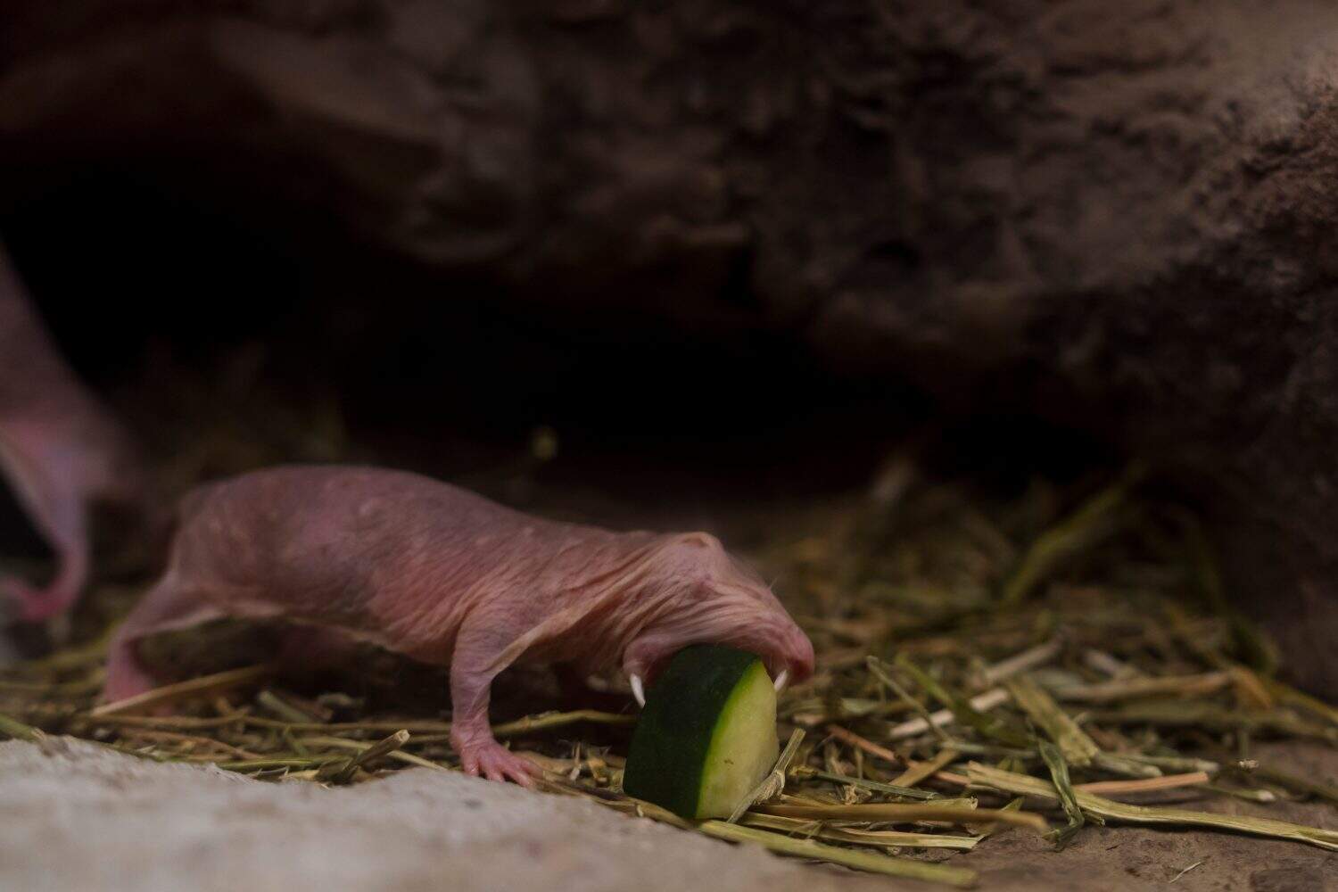 ratto talpa nudo in un terrario