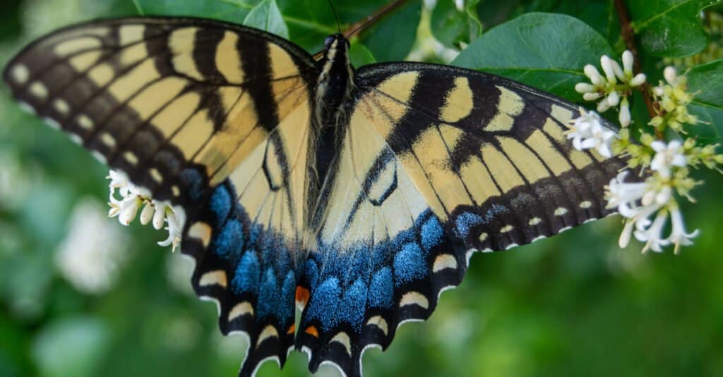 L'“Incubo Alato”: Capire la fobia che non sapevi avesse un nome