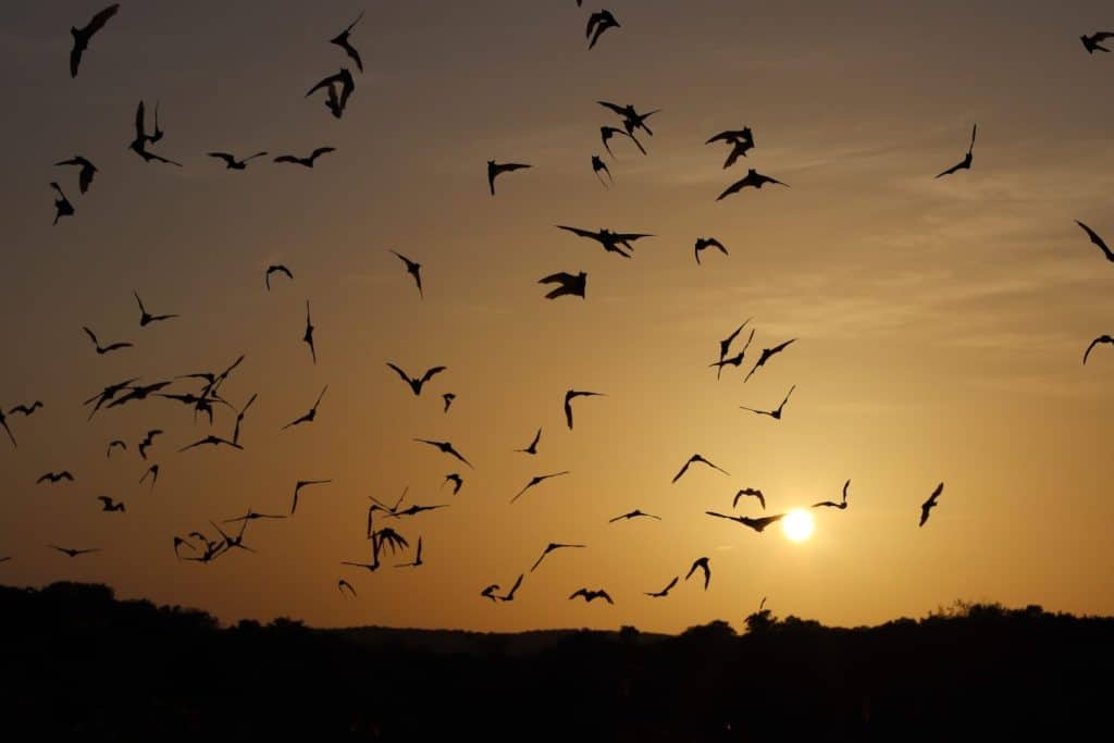 Volo di pipistrelli al tramonto