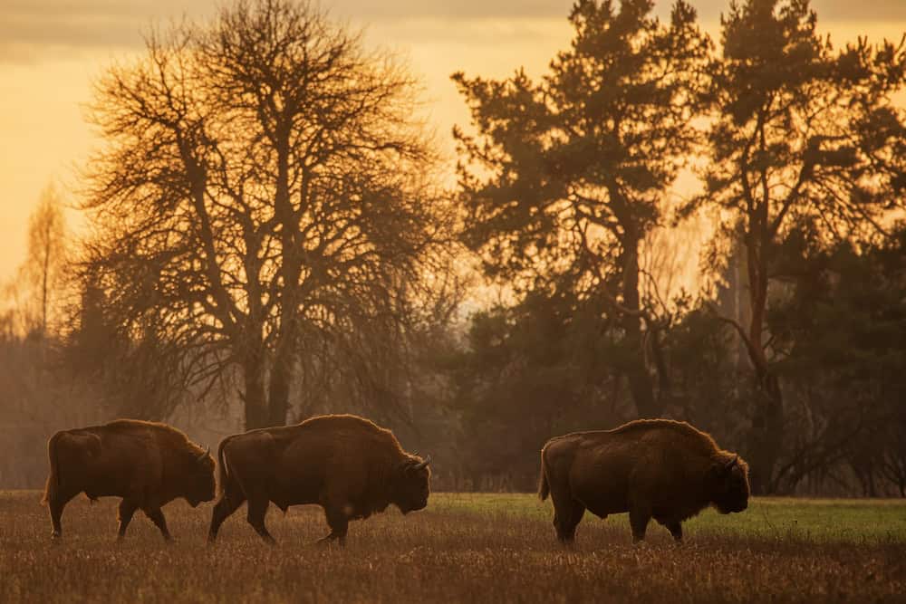 Bisonte europeo maschio (Bison bonasus) o bisonte europeo del legno durante il tramonto